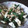 ゆうたんのママさん's cooksnap of when they made ☆インゲンとささみの胡麻和え☆.
