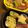 猫野ユミ's cooksnap of when they made ネギとカニカマの玉子焼き.