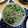 ともぱんたから's cooksnap of when they made 大根の葉としらすの油炒め.