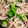 chihiro98's cooksnap of when they made 豚肉とネギとえのき茸の中華炒め.