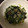 tomomani's cooksnap of when they made 簡単ヘルシー☆豆苗とツナのゴマゴマ和え.