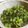 あいぱらりん's cooksnap of when they made ふき味噌ならぬ菜の花味噌.