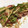 waco0707's cooksnap of when they made まぐろのシソ・ミョウガのせ.