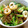 こりゅまま's cooksnap of when they made 小松菜と糸コンの炒め和え.