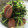 ぽる＊'s cooksnap of when they made 豆苗とウィンナーの塩、胡椒炒め.