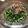 ishicafe's cooksnap of when they made ほたるいかの胡麻ドレッシング和え.