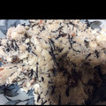 クック785ZBI☆'s cooksnap of when they made 便秘解消！おからとヒジキの炒め煮.