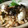 おしす's cooksnap of when they made 美味しい☆牡蠣ときのこの炊き込みご飯.