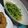 クックM0XP4Y☆'s cooksnap of when they made シンプルな豆苗炒め.