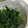 オユオユ's cooksnap of when they made 菜の花のたっぷり黒胡麻和え.