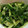 たままri's cooksnap of when they made 簡単！キュウリと大葉の中華和え♪.