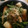 Giabbico's cooksnap of when they made 簡単☆菜の花とちくわの炒め物.