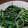 ゆかん1020's cooksnap of when they made ほうれんそうの胡麻和え.