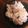 RYK1205's cooksnap of when they made 舞茸ごはん.