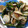 akiche's cooksnap of when they made 彩り野菜とあさりの酒蒸し。フライパンで.