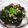 ♡ひな祭り♡'s cooksnap of when they made もずくわかめｯ酢♪*°.