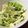 Ericats★'s cooksnap of when they made ホワイトセロリのサラダ.