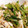 Ponta2777's cooksnap of when they made わさび菜のナムル風和え物.