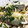 にゃんこ♪（≧∀≦'s cooksnap of when they made 鯵（あじ）と新玉ねぎの南蛮漬け.