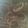 panda1024's cooksnap of when they made お酒のおつまみに♪簡単イカのしょうが炒め.