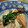 ふじびたい♪'s cooksnap of when they made レンジで簡単！鮭と野菜のマヨポン蒸し.