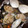 りんりんこ♡'s cooksnap of when they made 簡単！美味！はまぐりの酒蒸し.