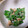 アトモッコリ's cooksnap of when they made スナップエンドウのマヨおかか和え.