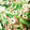 kuma212's cooksnap of when they made かぶの葉とちくわとハムの炒め.