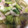 ちー姫子's cooksnap of when they made 青梗菜としめじとベーコンの煮.