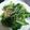 咲希ｍａｍａ's cooksnap of when they made 小松菜としらす炒め.