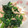 amy108's cooksnap of when they made ほうれん草のツナ和え.