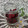 ☆むさし☆'s cooksnap of when they made 【農家のレシピ】八重桜の塩漬けと桜塩.