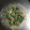 くるたつ's cooksnap of when they made こごみとツナのﾏﾖﾈｰｽﾞ和え.