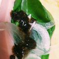 目指せ美白's cooksnap of when they made 万能白味噌ごま酢だれ.