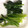 hyperaika's cooksnap of when they made ほうれん草の保存.