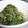 みきみき's cooksnap of when they made 我が家の常備菜♪　かぶ葉のゴマ炒め.