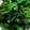 ma___111's cooksnap of when they made 丸ごと1玉！レタスのカレー炒め.