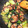 得能嫁's cooksnap of when they made 青梗菜と干し椎茸の炒め物（香菇油菜）.