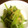 サトモユリア's cooksnap of when they made 小松菜とじゃこのごま炒め.