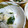 チャーミル's cooksnap of when they made 蕪とわかめの箸休め.