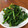 kuutannu's cooksnap of when they made つぼみ菜のお浸し.
