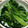 ゆうきだるま's cooksnap of when they made ほうれん草の胡麻和え.