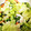 ぷにぷにニャンコ's cooksnap of when they made レタスと白菜のマヨサラダ.