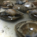 Happy☆Hina's cooksnap of when they made ほっときゃいーさ！あさりの基本の砂抜きだ.