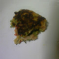 きゃぶれたー's cooksnap of when they made ねぎ焼き　簡単！.