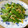しのばぁたん's cooksnap of when they made きぬさやと玉ねぎのさっと炒め.