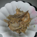 マダムユキ's cooksnap of when they made もやしと舞茸マヨ炒め…麩入り….