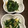 liarra's cooksnap of when they made ほうれん草ともやしの五香粉あえ.