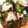 ＊Kie＊'s cooksnap of when they made 大根、人参、きゅうりとたこの酢の物.