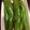 ししたか's cooksnap of when they made 5分でできる！簡単トースターde焼そら豆.